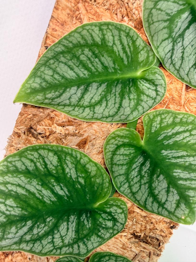 Monstera Dubia