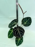 Anthurium Red Crystallinum x Silver Blush (specimen 26.06.17.24) — view 8 of the plant you receive