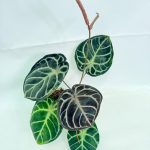Anthurium Red Crystallinum x Silver Blush (specimen 26.06.17.24) — dark velvet leaves with pale silver veining, about 35 cm tall in a 12 cm nursery pot
