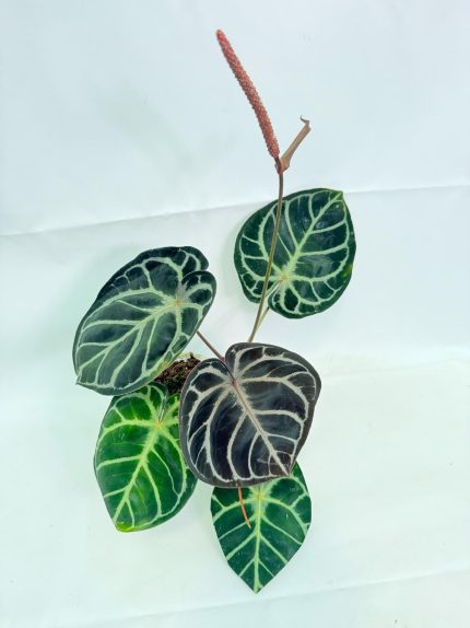 Anthurium Red Crystallinum x Silver Blush (specimen 26.06.17.24) — dark velvet leaves with pale silver veining, about 35 cm tall in a 12 cm nursery pot
