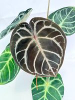 Anthurium Red Crystallinum x Silver Blush (specimen 26.06.17.24) — view 2 of the plant you receive