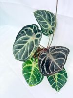 Anthurium Red Crystallinum x Silver Blush (specimen 26.06.17.24) — view 6 of the plant you receive