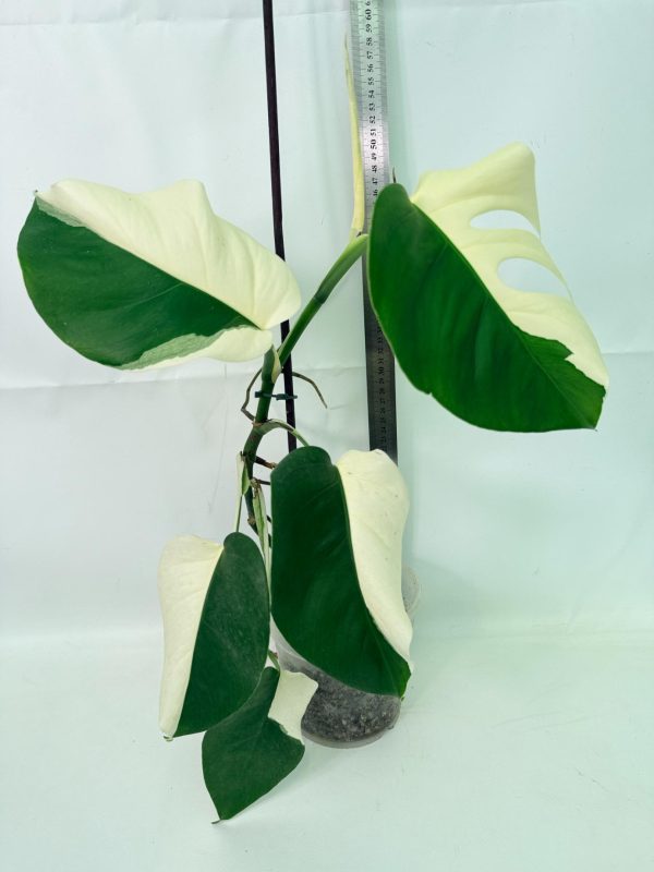 Monstera Albo Variegata Half Moon (specimen 26.25.06.21) — view 2 of the plant you receive