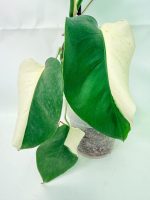 Monstera Albo Variegata Half Moon (specimen 26.25.06.21) — view 7 of the plant you receive