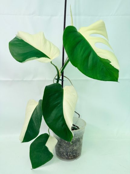 Monstera Albo Variegata Half Moon (specimen 26.25.06.21) — variegated leaves with half-moon white sectors, about 50 cm tall in a 15 cm nursery pot