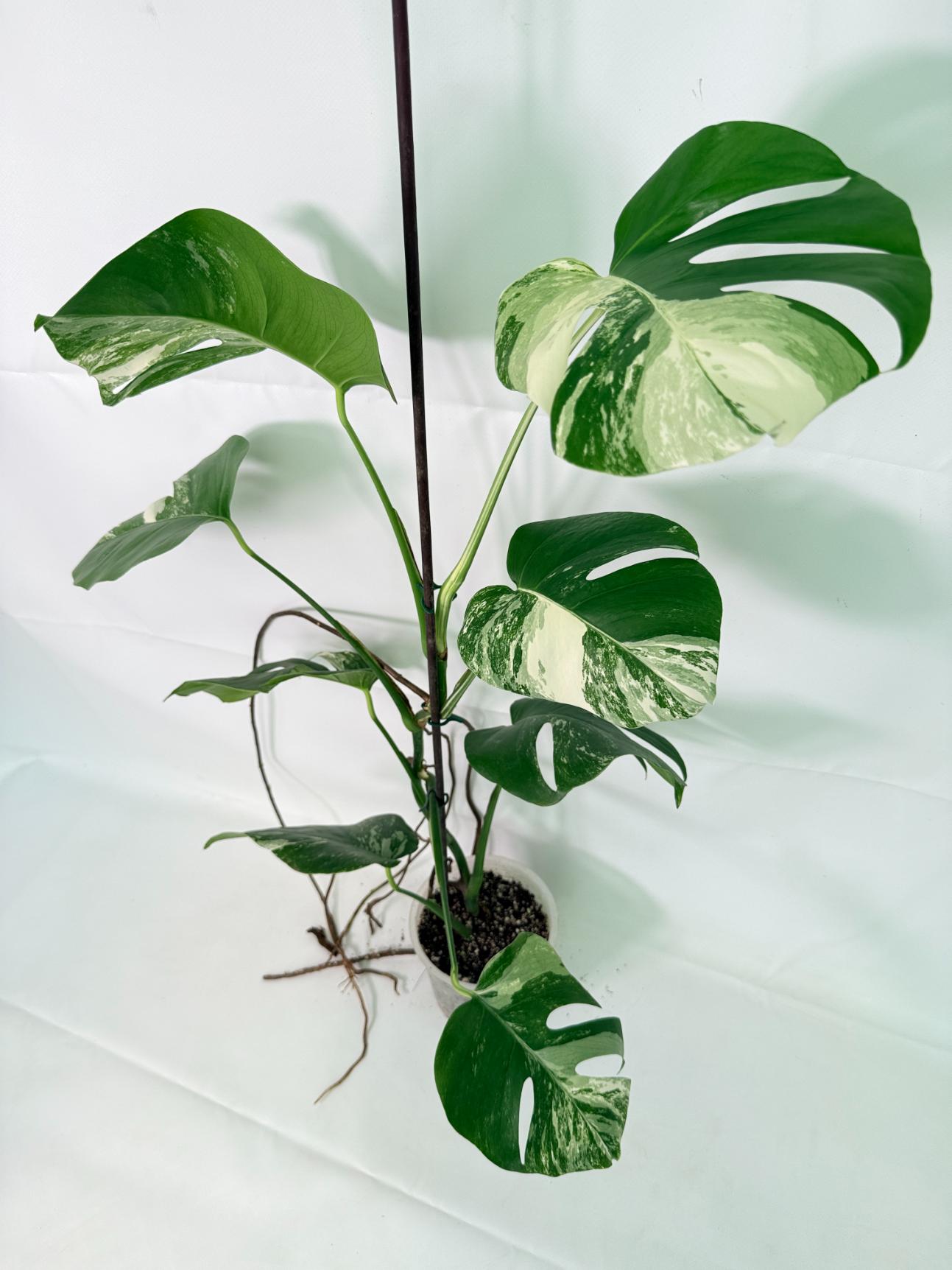 Monstera Albo Variegata XL (specimen 26.06.18.09) — 1 Monstera Albo Variegata XL (specimen 26.06.18.09) — white-variegated fenestrated leaves, about 70 cm tall in a 15 cm nursery pot