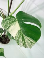 Monstera Albo Variegata XL (specimen 26.06.18.09) — view 4 of the plant you receive