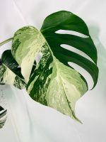 Monstera Albo Variegata XL (specimen 26.06.18.09) — view 5 of the plant you receive
