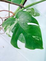 Monstera Albo Variegata XL (specimen 26.06.18.09) — view 7 of the plant you receive