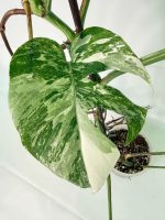Monstera Albo Variegata XXL, specimen A (specimen 26.06.18.10) — view 8 of the plant you receive