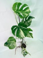 Monstera Albo Variegata XXL, specimen A (specimen 26.06.18.10) — white-variegated fenestrated leaves, about 90 cm tall in a 15 cm nursery pot