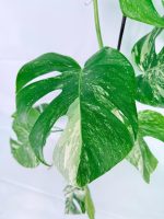 Monstera Albo Variegata XXL, specimen A (specimen 26.06.18.10) — view 2 of the plant you receive