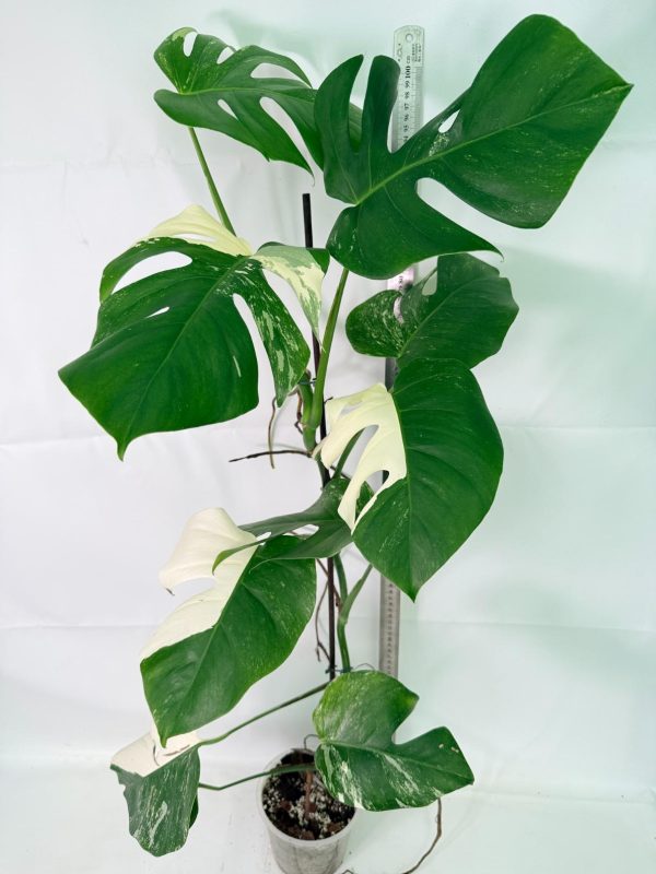 Monstera Albo Variegata XXL, specimen B (specimen 26.06.18.11) — view 2 of the plant you receive