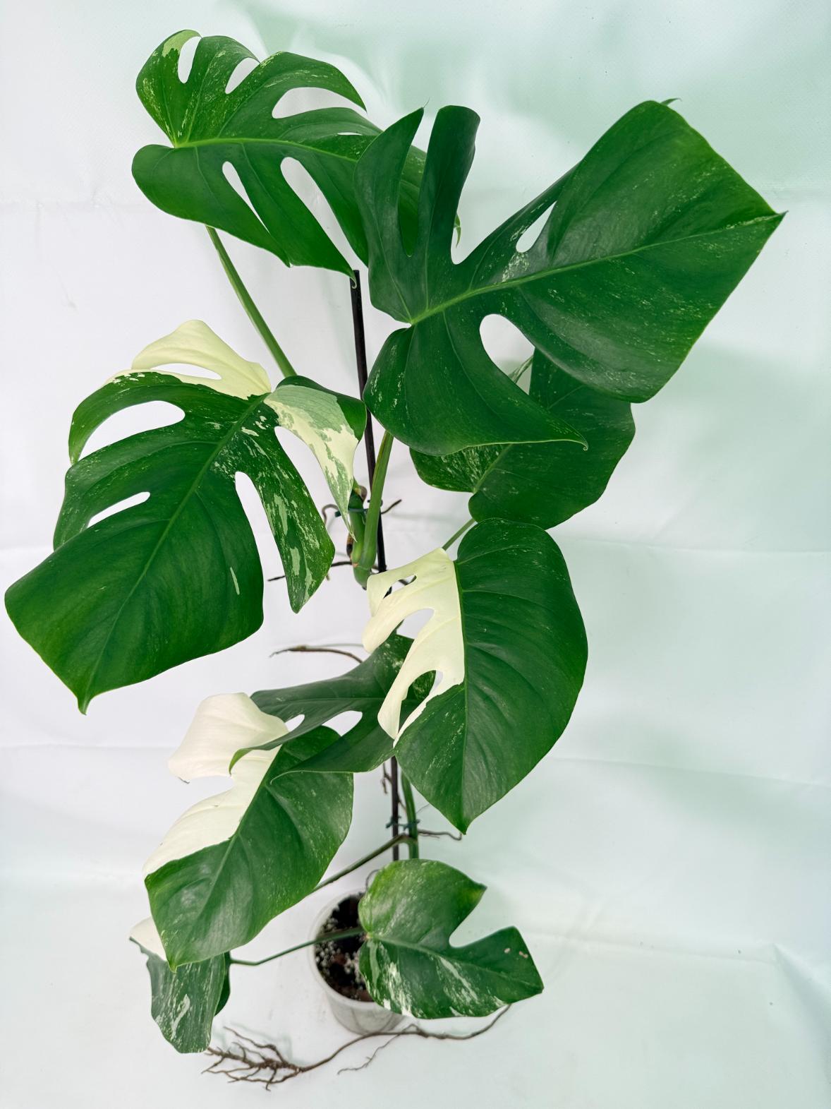Monstera Albo Variegata XXL, specimen B (specimen 26.06.18.11) — 1 Monstera Albo Variegata XXL, specimen B (specimen 26.06.18.11) — white-variegated fenestrated leaves, about 90 cm tall in a 15 cm nursery pot
