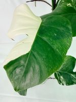Monstera Albo Variegata XXL, specimen B (specimen 26.06.18.11) — view 5 of the plant you receive