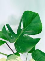 Monstera Albo Variegata XXL, specimen B (specimen 26.06.18.11) — view 6 of the plant you receive