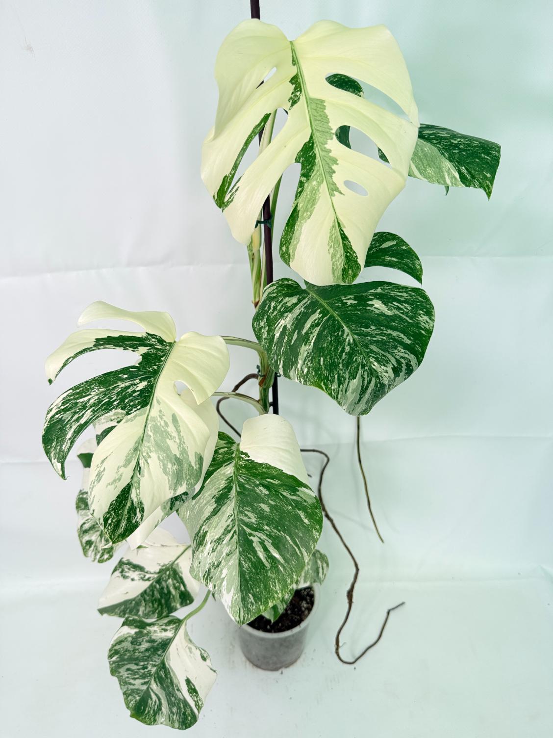 Monstera Albo Variegata XXL, specimen C (specimen 26.06.18.12) — 1 Monstera Albo Variegata XXL, specimen C (specimen 26.06.18.12) — white-variegated fenestrated leaves, about 90 cm tall in a 15 cm nursery pot