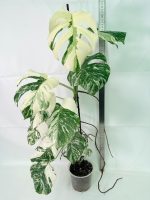 Monstera Albo Variegata XXL, specimen C (specimen 26.06.18.12) — view 2 of the plant you receive