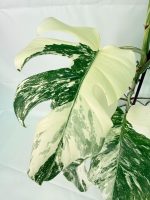 Monstera Albo Variegata XXL, specimen C (specimen 26.06.18.12) — view 5 of the plant you receive