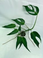 Monstera Burle Marx Flame XL (specimen 26.06.17.22) — view 7 of the plant you receive