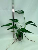 Monstera Burle Marx Flame XL (specimen 26.06.17.22) — view 8 of the plant you receive