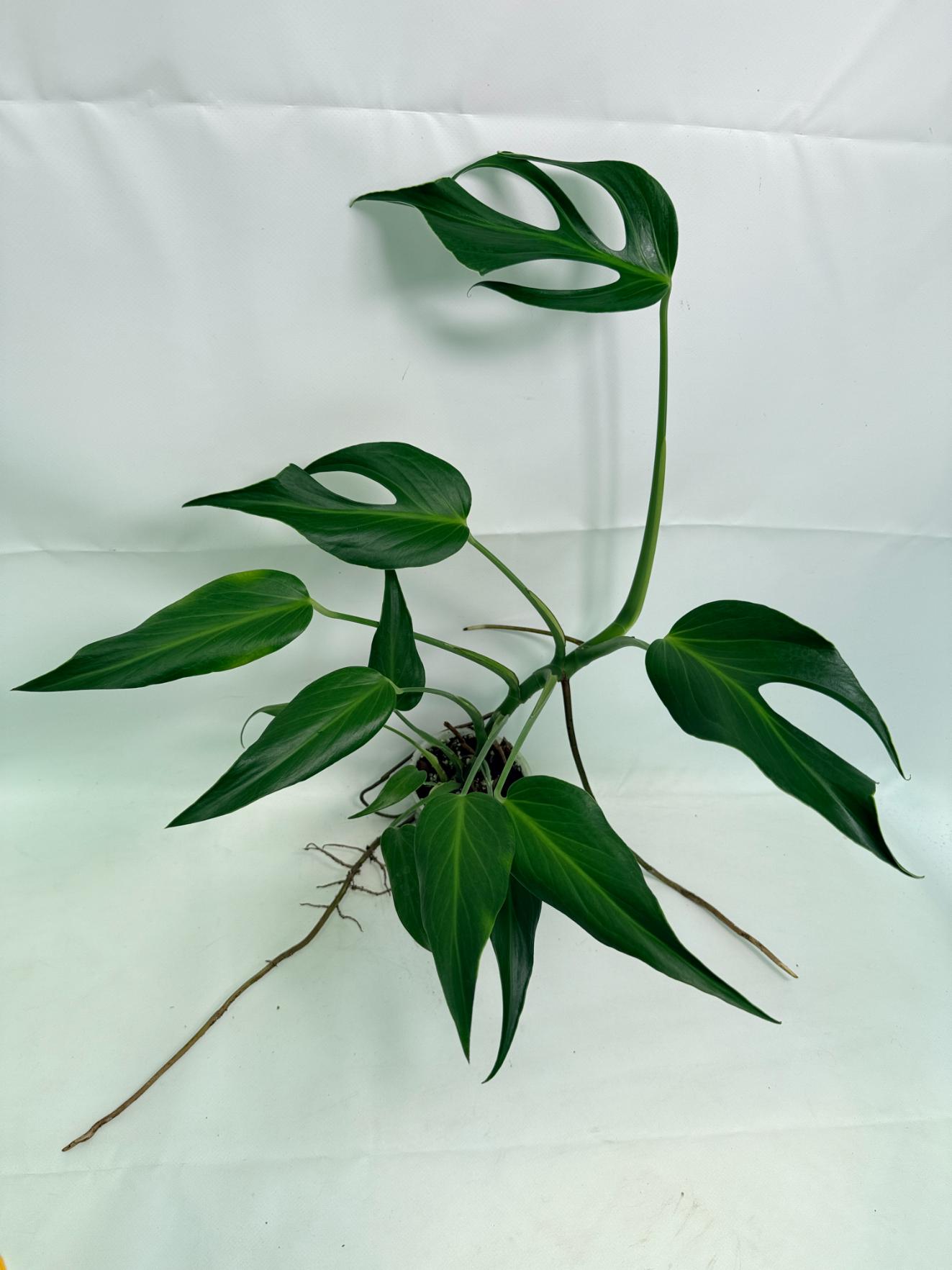 Monstera Burle Marx Flame XL (specimen 26.06.17.22) — 1 Monstera Burle Marx Flame XL (specimen 26.06.17.22) — deeply lobed Burle Marx Flame foliage, about 40 cm tall in a 12 cm nursery pot