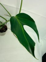 Monstera Burle Marx Flame XL (specimen 26.06.17.22) — view 3 of the plant you receive