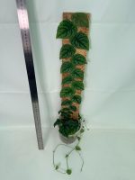 Monstera Dubia (specimen 26.06.23.14) — view 3 of the plant you receive