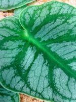 Monstera Dubia (specimen 26.06.23.14) — view 4 of the plant you receive