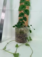 Monstera Dubia (specimen 26.06.23.14) — view 13 of the plant you receive