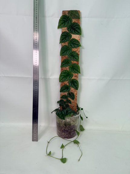Monstera Dubia (specimen 26.06.23.14) — shingling juvenile leaves with silver patterning, about 40 cm tall in a 15 cm nursery pot