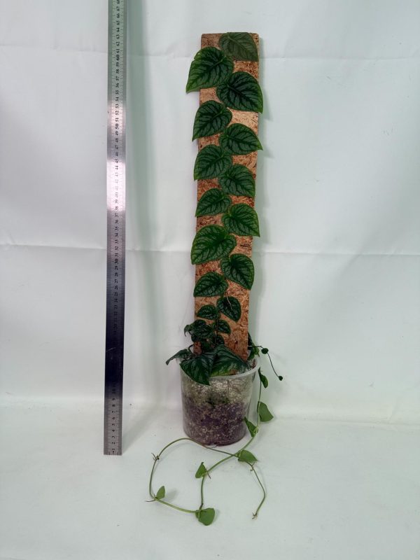 Monstera Dubia (specimen 26.06.23.14) — shingling juvenile leaves with silver patterning, about 40 cm tall in a 15 cm nursery pot