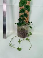 Monstera Dubia (specimen 26.06.23.14) — view 6 of the plant you receive
