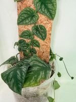 Monstera Dubia (specimen 26.06.23.14) — view 8 of the plant you receive