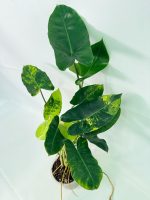 Philodendron Burle Marx Variegata, specimen A (specimen 26.25.06.18) — view 7 of the plant you receive