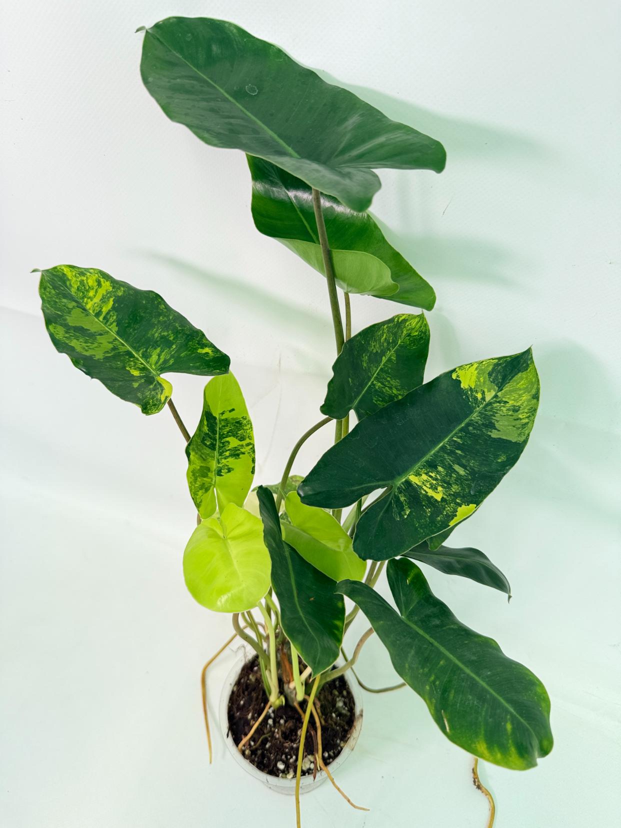 Philodendron Burle Marx Variegata, specimen A (specimen 26.25.06.18) — 1 Philodendron Burle Marx Variegata, specimen A (specimen 26.25.06.18) — variegated green and cream foliage, about 40 cm tall in a 12 cm nursery pot