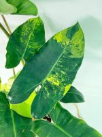 Philodendron Burle Marx Variegata, specimen A (specimen 26.25.06.18) — view 5 of the plant you receive