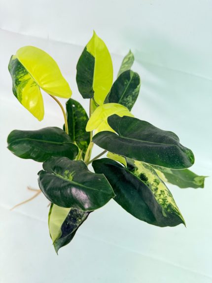 Philodendron Burle Marx Variegata, specimen B (specimen 26.25.06.19) — variegated green and cream foliage, about 40 cm tall in a 12 cm nursery pot
