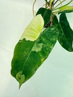 Philodendron Burle Marx Variegata, specimen B (specimen 26.25.06.19) — view 4 of the plant you receive