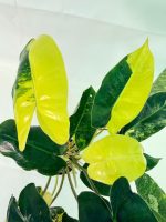 Philodendron Burle Marx Variegata, specimen B (specimen 26.25.06.19) — view 5 of the plant you receive