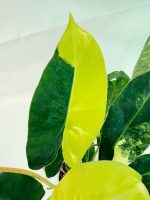 Philodendron Burle Marx Variegata, specimen B (specimen 26.25.06.19) — view 6 of the plant you receive