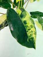 Philodendron Burle Marx Variegata, specimen B (specimen 26.25.06.19) — view 8 of the plant you receive