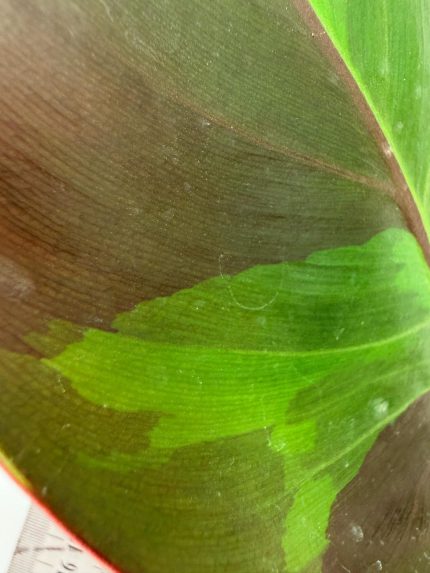 Philodendron Yellow Flame Variegata, specimen A (specimen 26.06.23.21) — view 2 of the plant you receive
