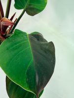 Philodendron Yellow Flame Variegata, specimen A (specimen 26.06.23.21) — view 5 of the plant you receive