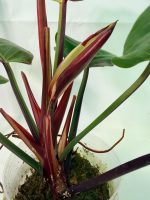 Philodendron Yellow Flame Variegata, specimen A (specimen 26.06.23.21) — view 3 of the plant you receive