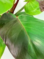 Philodendron Yellow Flame Variegata, specimen A (specimen 26.06.23.21) — view 8 of the plant you receive